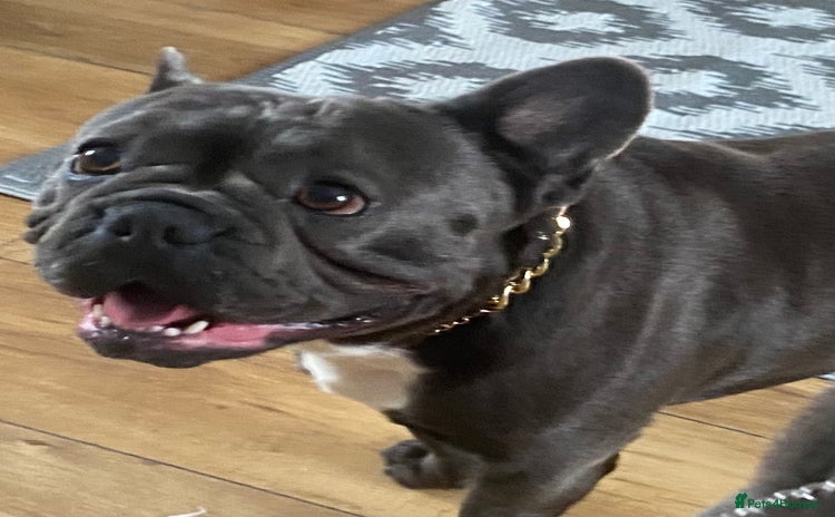 French Bulldog dogs - Advert 1