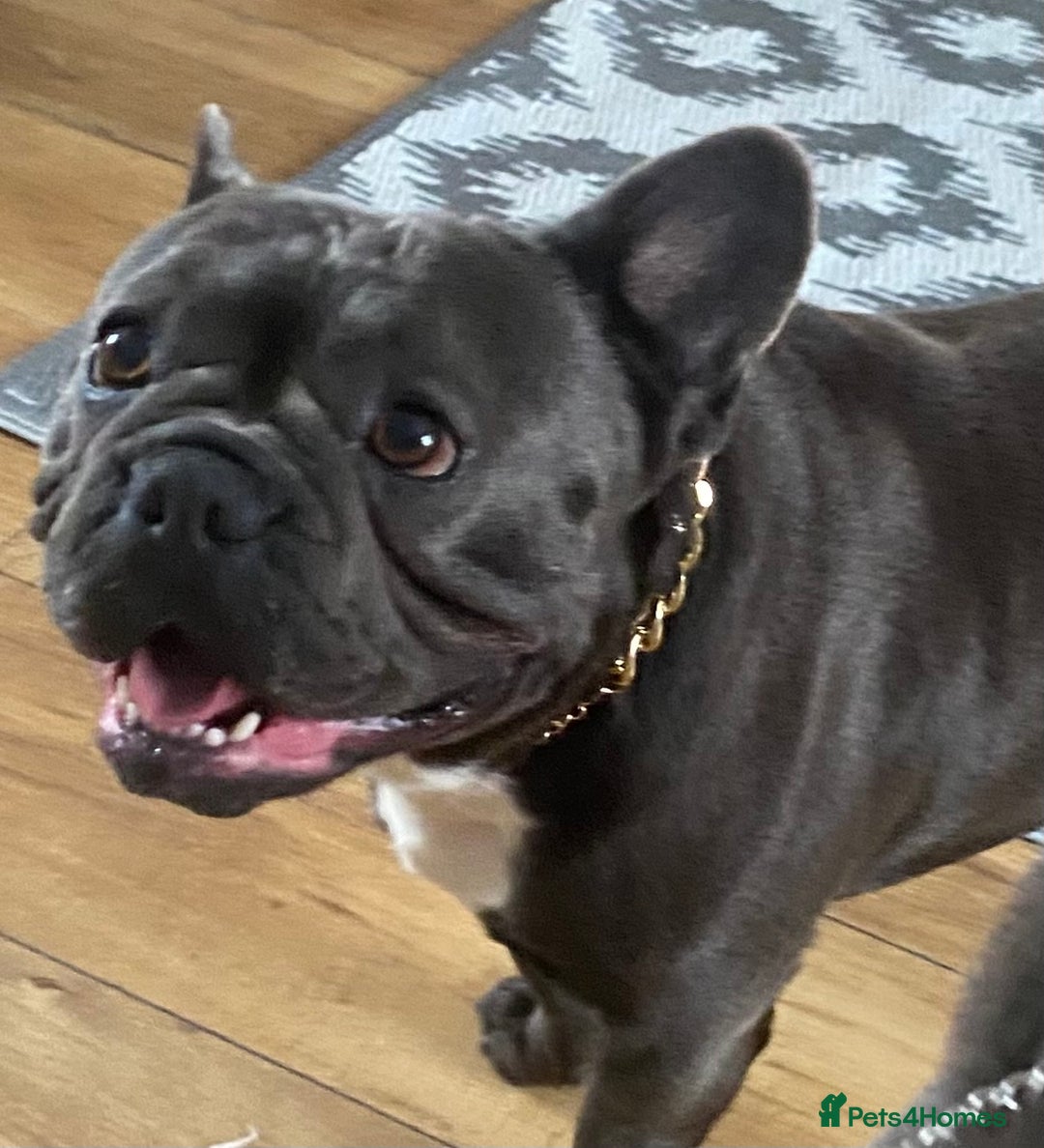 French Bulldog dogs for sale: Male French bull dog  - Image 1