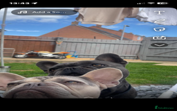 French Bulldog dogs for sale: French bulldog puppies  - Image 3