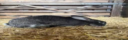 Continental Giant rabbits for sale: Quality Buck Rabbit - Advert 4