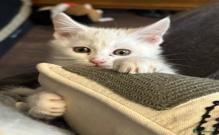 Maine Coon cats - Advert 13