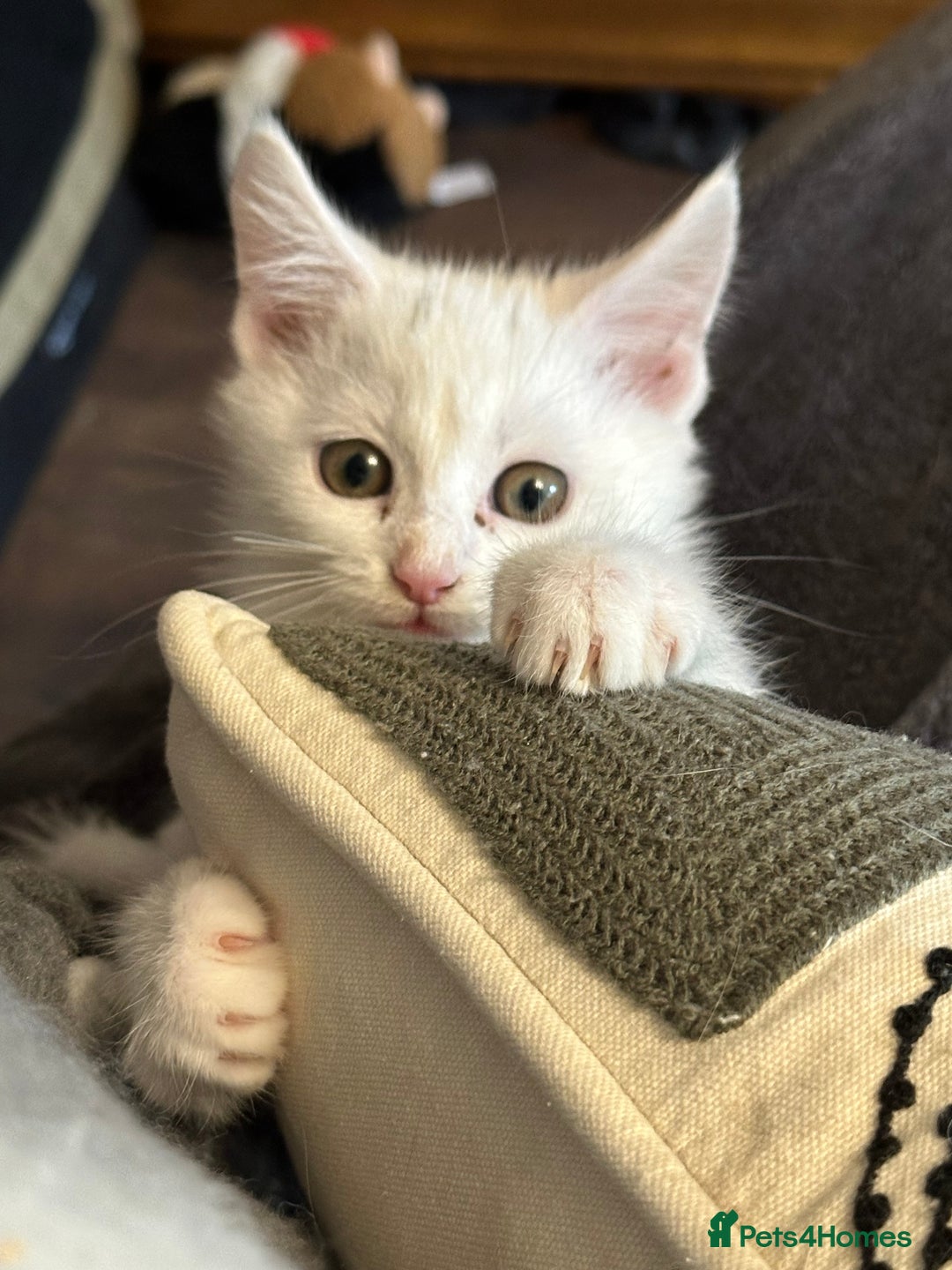 Maine Coon cats for sale: Mainecoon x  - Image 1