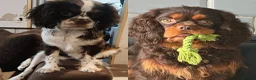 Cavalier King Charles Spaniel dogs for sale: Waiting list now open  - Advert 1
