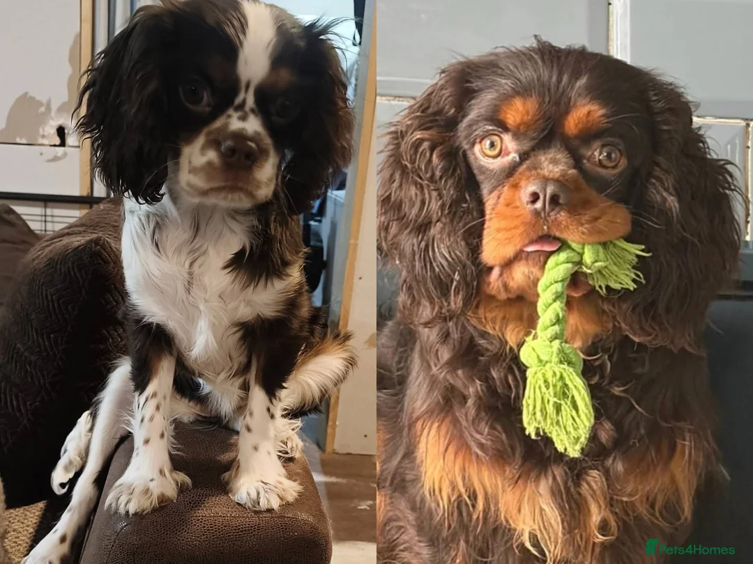 Cavalier King Charles Spaniel dogs for sale: Waiting list now open  - Advert 1