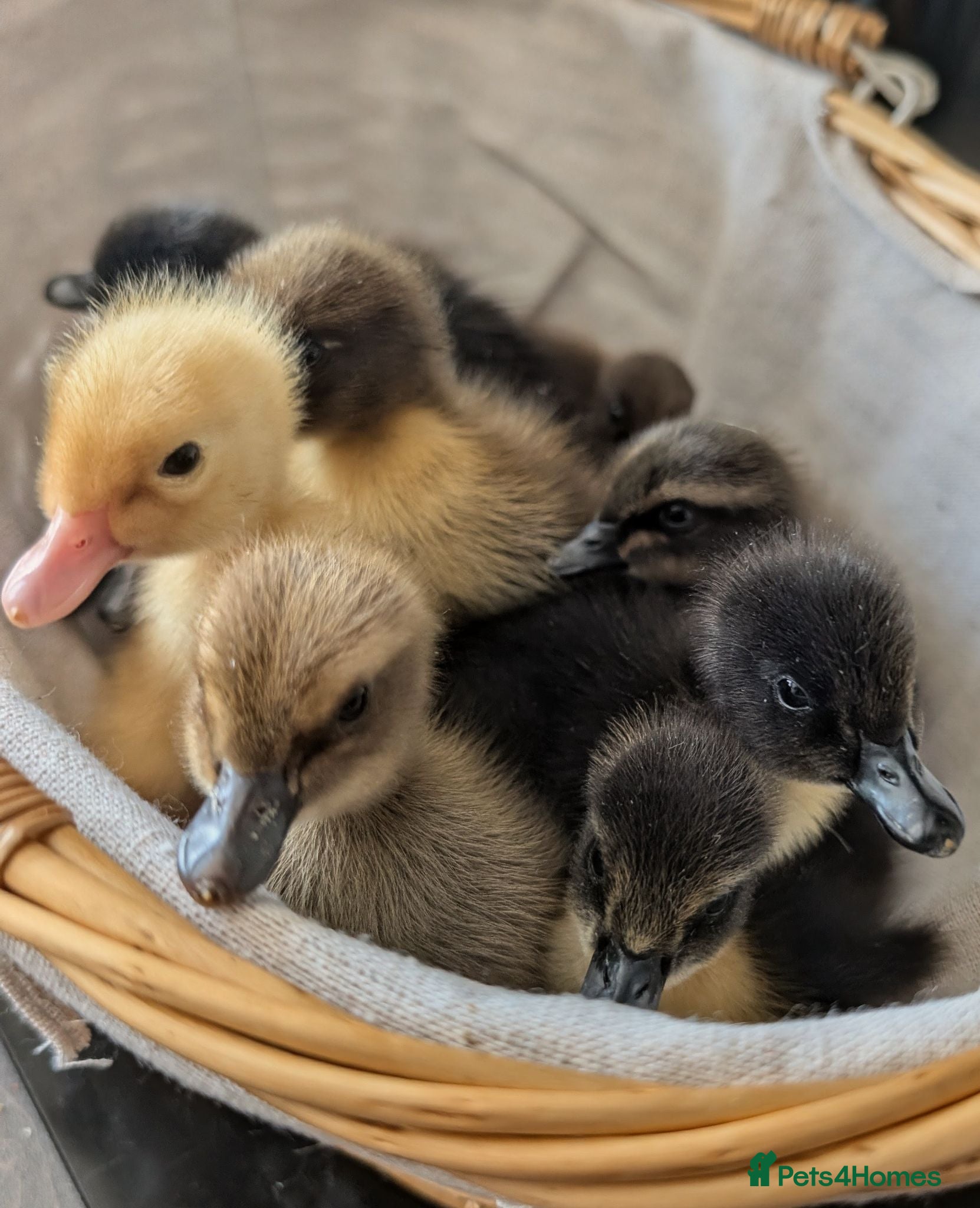 Ducks poultry Ducklings for sale  - Advert 13