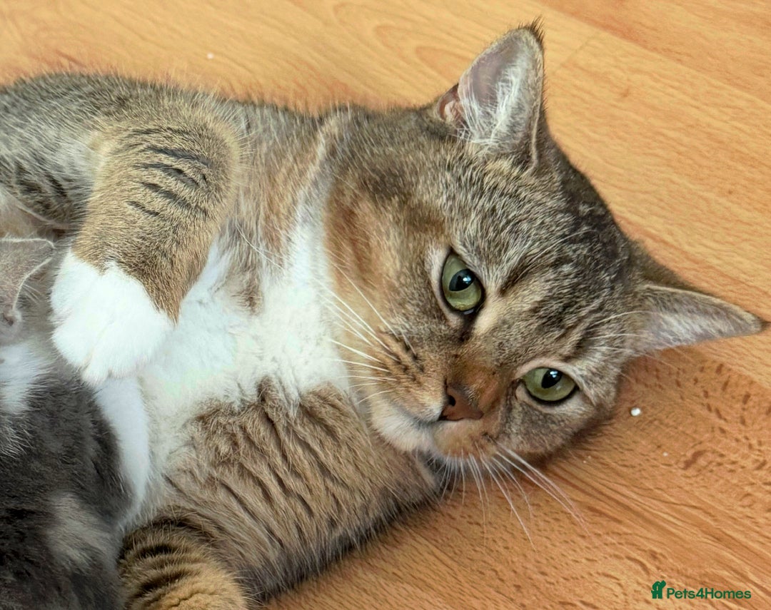 Domestic Shorthair cats for sale: Adorable Loving Kittens Looking for Forever Homes! - Advert 21