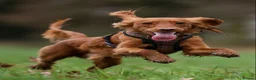 Cockapoo dogs for stud: Male Red Cockapoo Stud in Coventry - Advert 7
