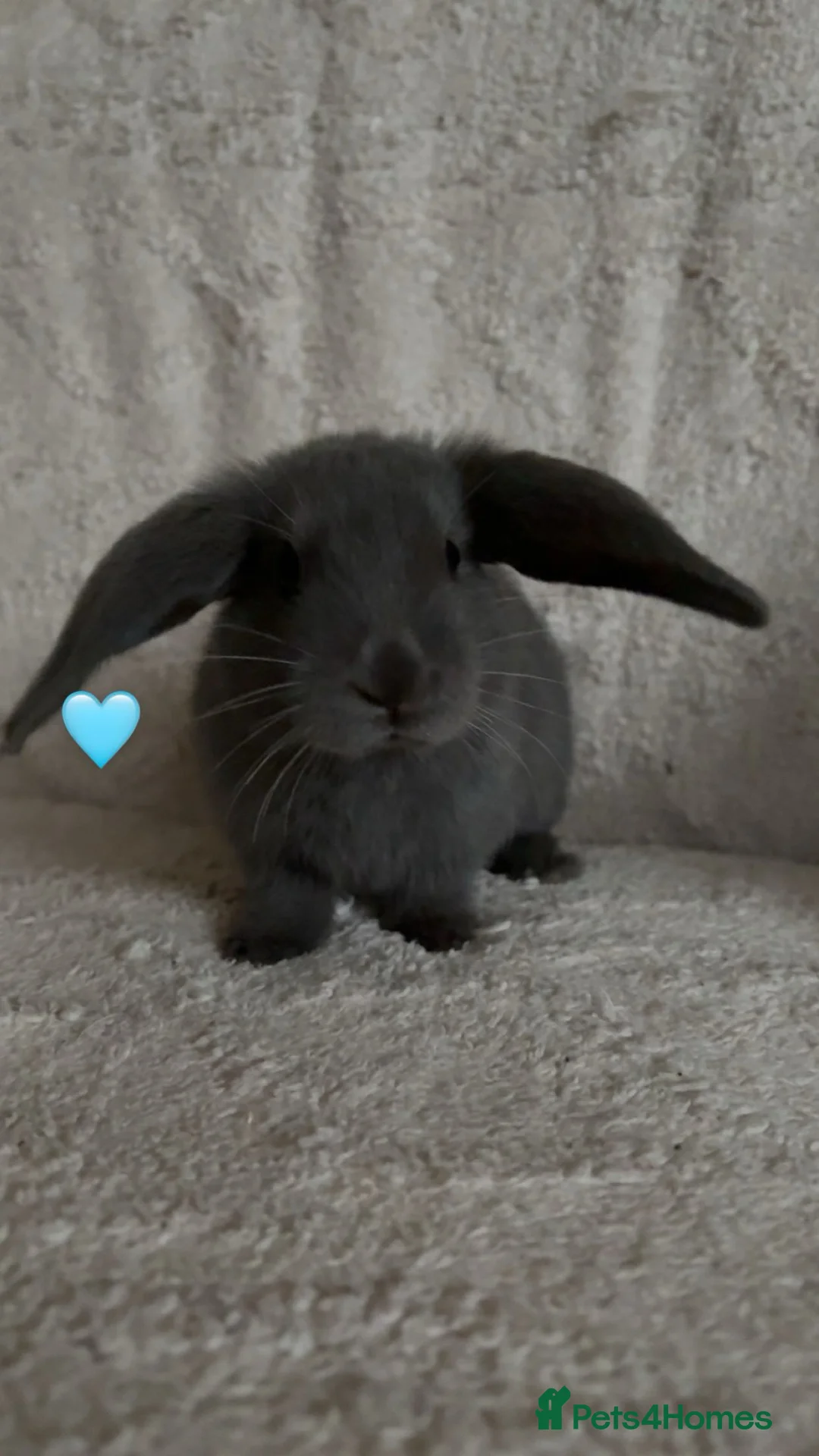 Mixed Breed rabbits for sale: baby rabbits now available - Advert 21