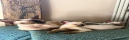 Devon Rex cats for sale: Two mischievous Devon Rex boys  - Advert 21