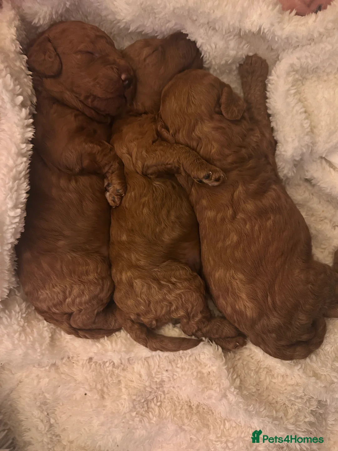 Cockapoo dogs for sale: Red f2b Cockapoo Pups  - Advert 13