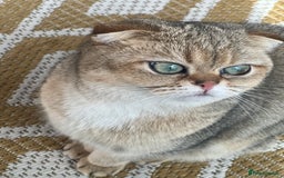 British Shorthair cats for sale: British rainbow shorthair kittens - Image 29