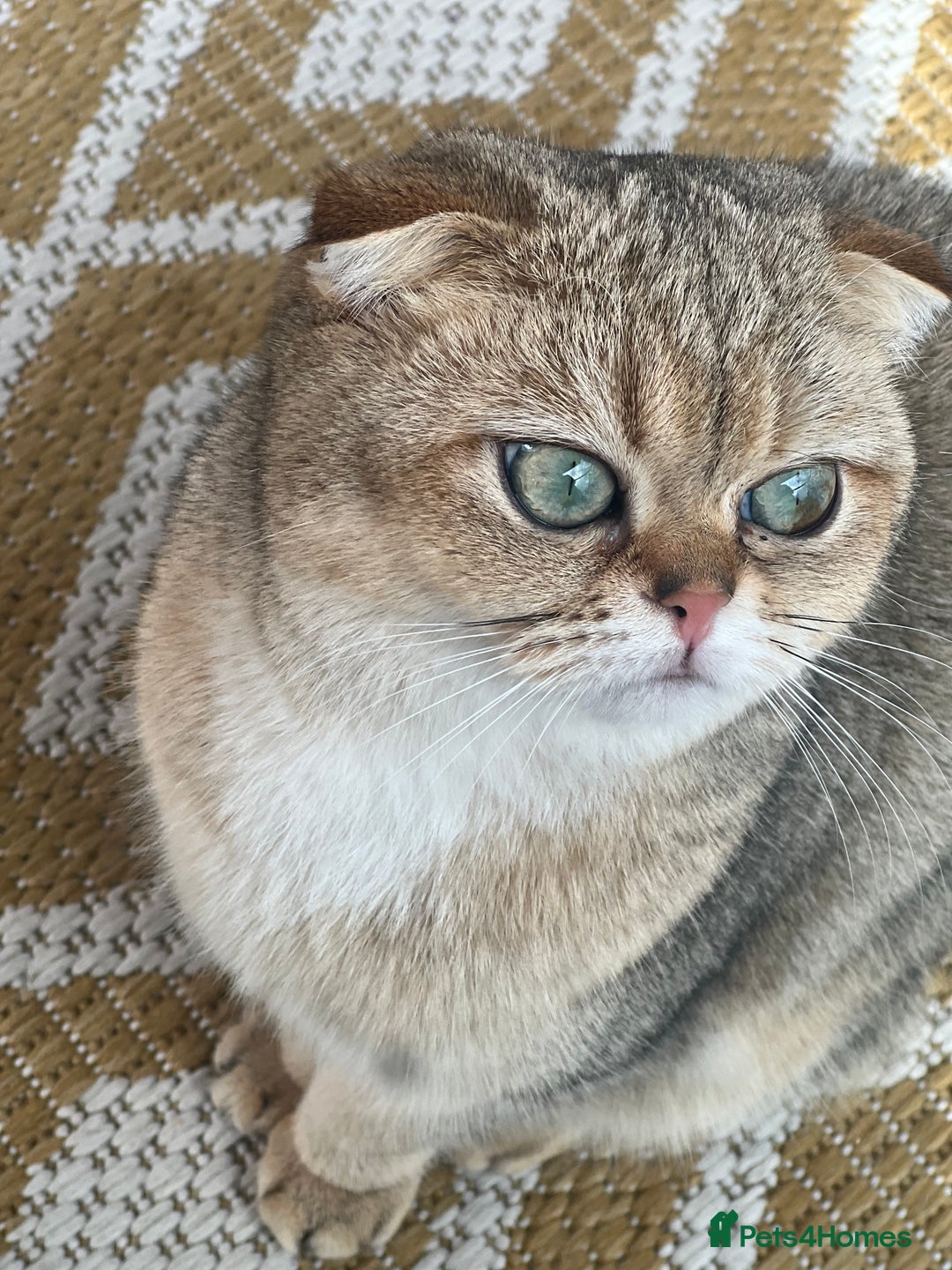 British Shorthair cats for sale: British rainbow shorthair kittens - Image 29