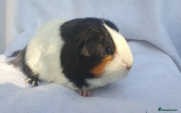 Guinea Pig rodents for sale: Male guineapigs  - Image 2