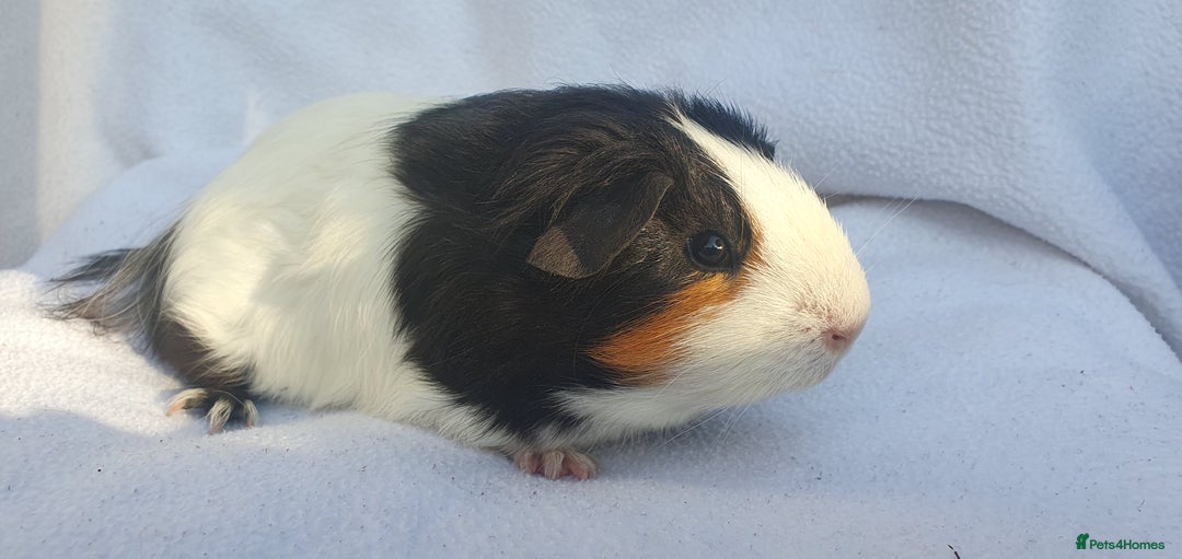 Guinea Pig rodents for sale: Male guineapigs  - Image 2