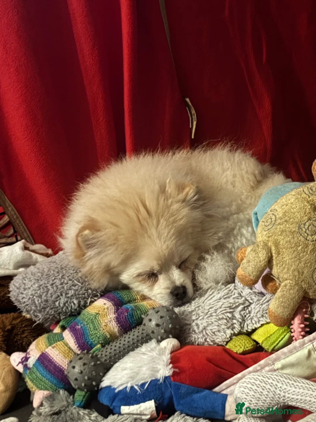 Pomeranian dogs for sale: 2 handsome  Pomeranian for a loving home  - Advert 2