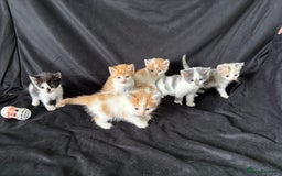 Mixed Breed cats for sale: 6 gorgeous kittens ready 14.09. 4 males, 2 females - Image 5