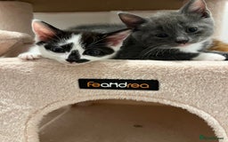 Domestic Shorthair cats for sale: 2 black and white female kittens available  - Image 2