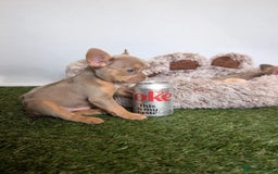 French Bulldog dogs for sale: Fluffy French Bulldogs/DNA Tested Parents  - Image 16