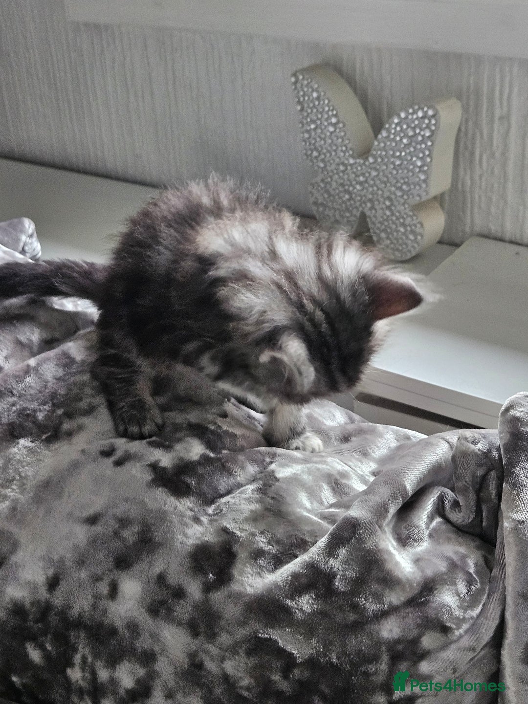 Maine Coon cats for sale: Gorgeous maincoon kittens - Image 11
