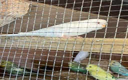 Budgerigars birds for sale: Baby budgies  - Image 9