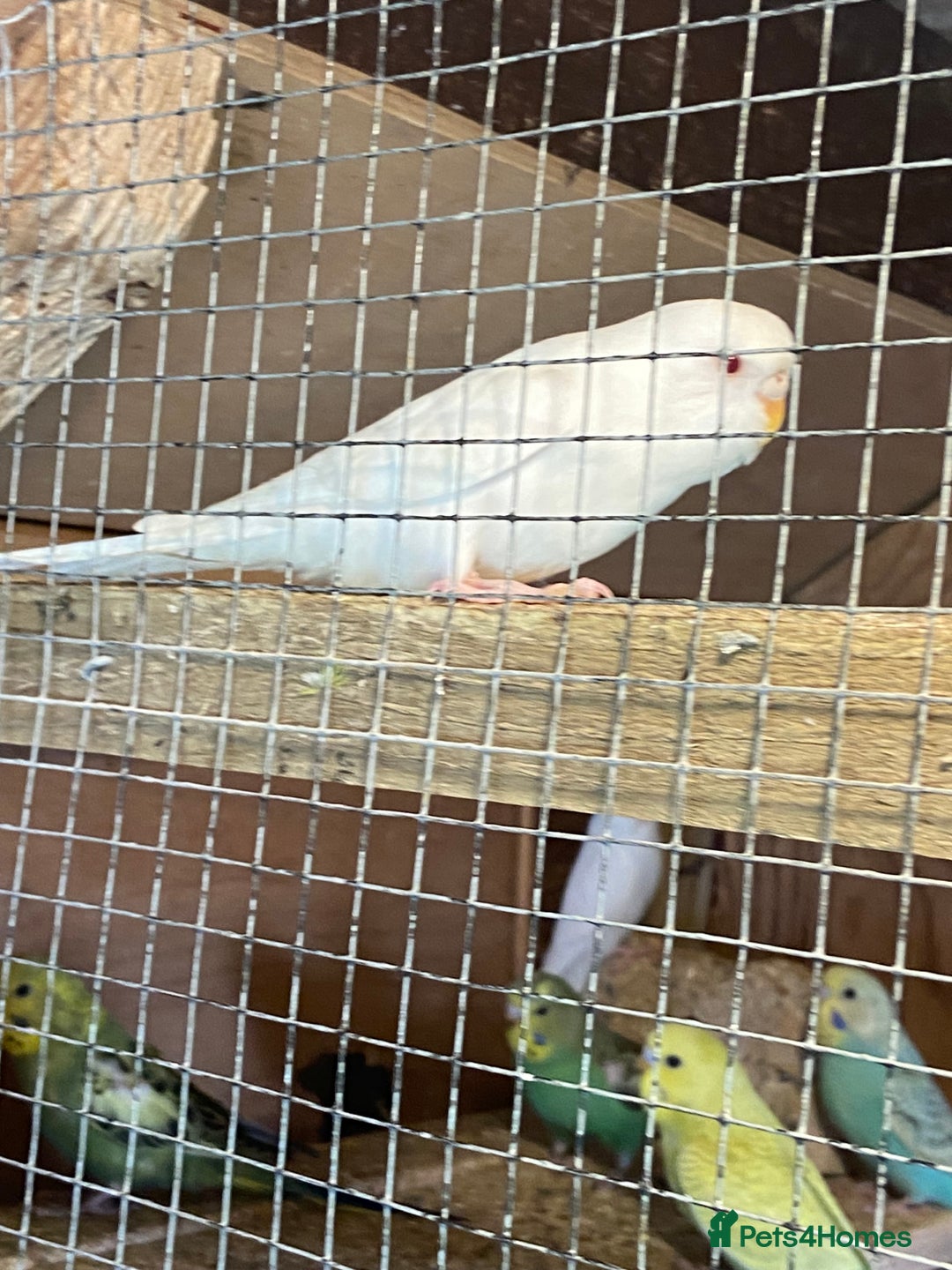 Budgerigars birds for sale: Baby budgies  - Image 9
