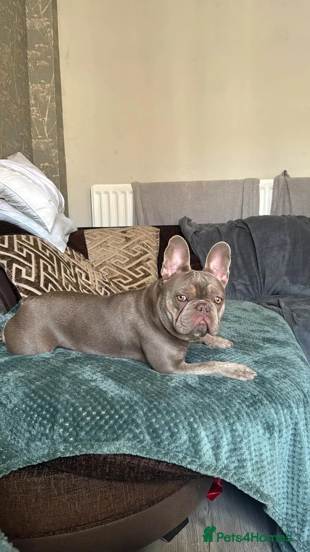 French Bulldog dogs for sale: Female frenchie bella - Advert 2