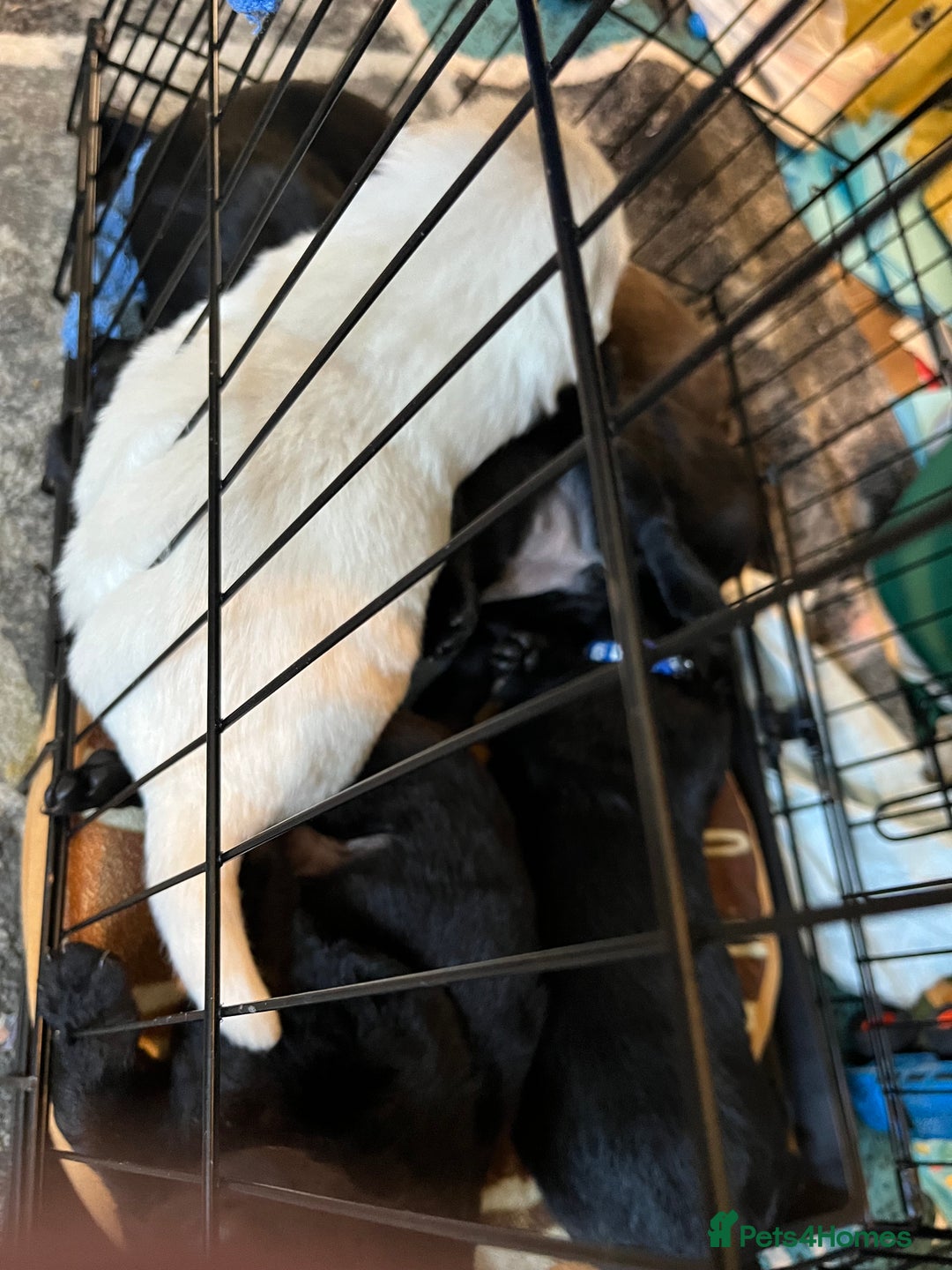 Labrador Retriever dogs for sale: Labrador puppies - Image 2