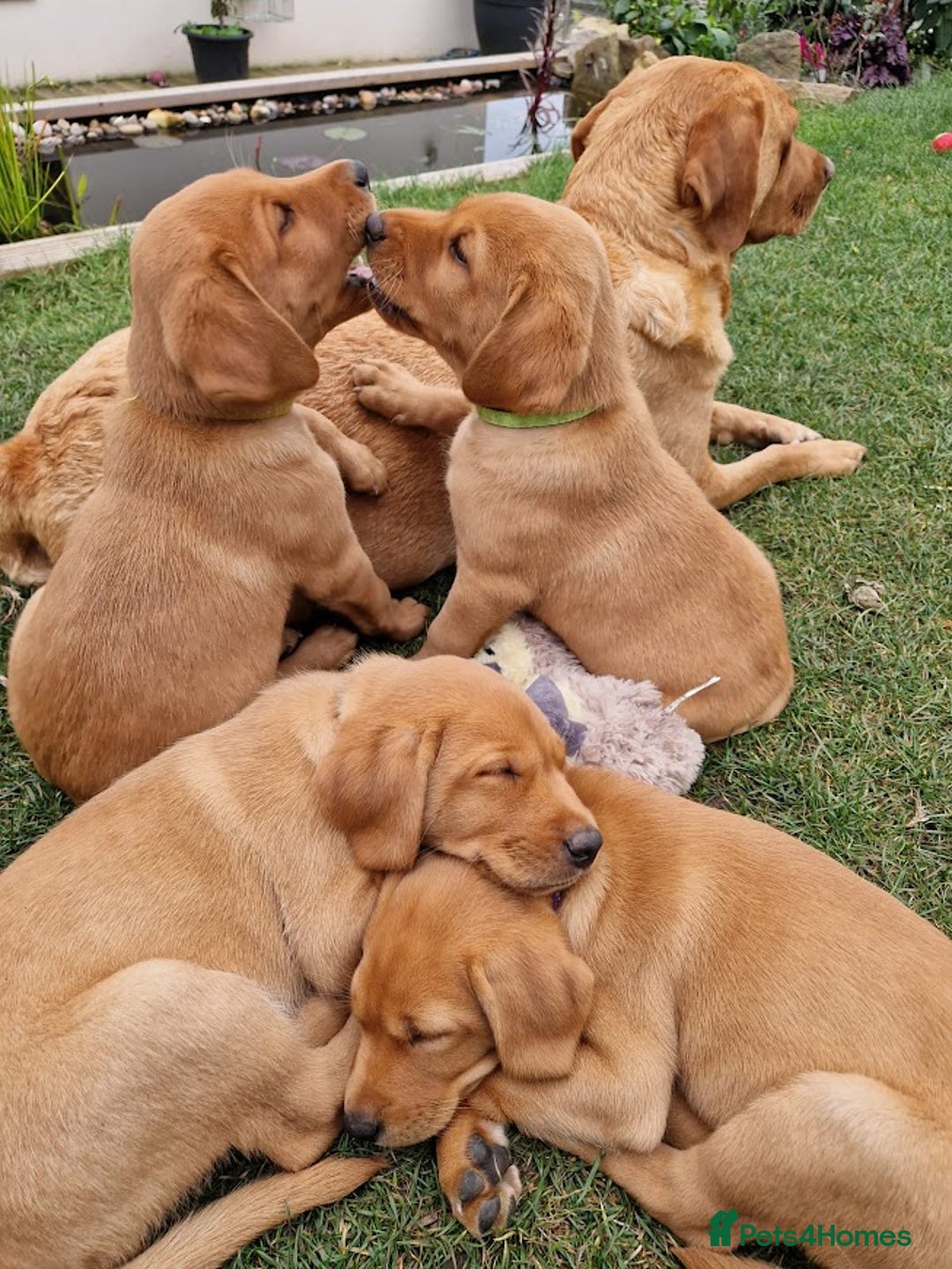 Labrador Retriever dogs for sale: KC Reg Fox-red Lab puppies, working type - Image 21