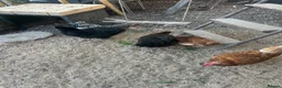 Chickens poultry for sale: 5 chickens, coop, accessories  in Southport - Advert 8