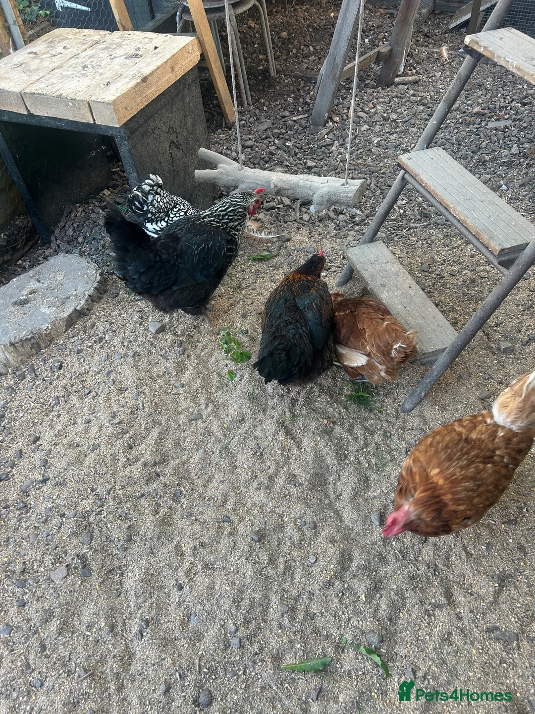 Chickens poultry for sale: 5 chickens, coop, accessories  in Southport - Advert 8