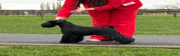 Miniature Schnauzer dogs for sale: KC Reg Black Miniature Schnauzer Puppy – Female in Bristol - Advert 1