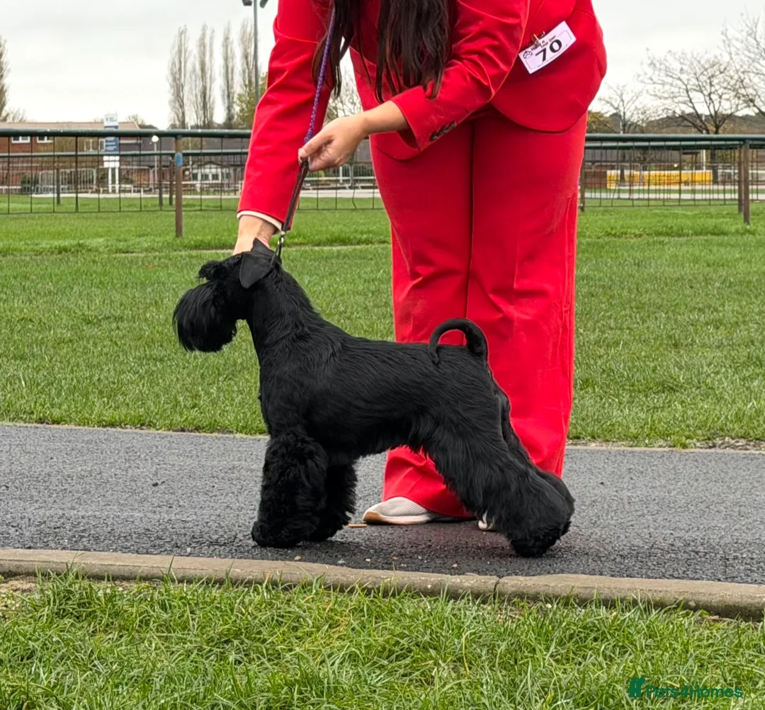 Miniature Schnauzer dogs for sale: KC Reg Black Miniature Schnauzer Puppy – Female in Bristol - Advert 1