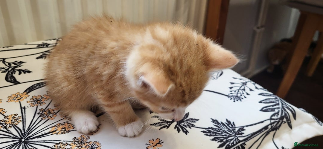 European cats for sale: Beatifull kittens looking good a home - Image 6