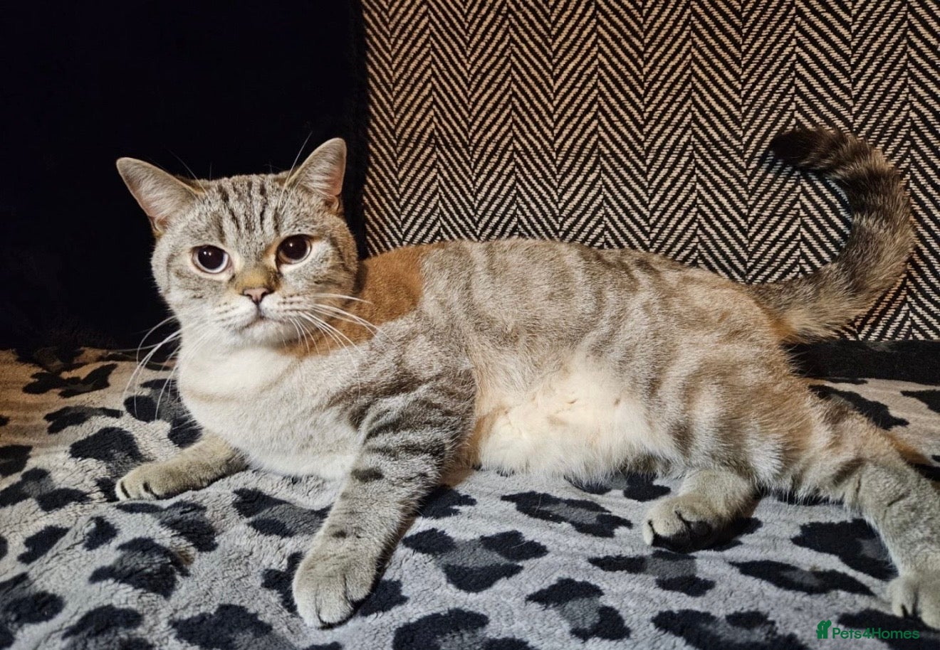British Shorthair cats Female pedigree british shorthair 1year old  - Advert 1
