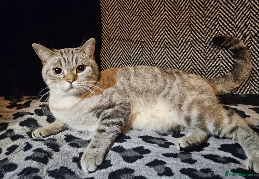 British Shorthair cats for sale: Female pedigree british shorthair 1year old  - Advert 1