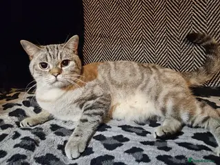 British Shorthair cats Female pedigree british shorthair 1year old - Advert 1