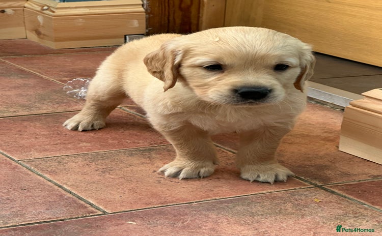 Golden Retriever dogs - Advert 1
