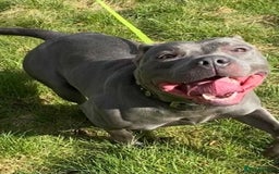 Staffordshire Bull Terrier dogs for stud: STUD.....Blue Siras in Stroud - Image 6