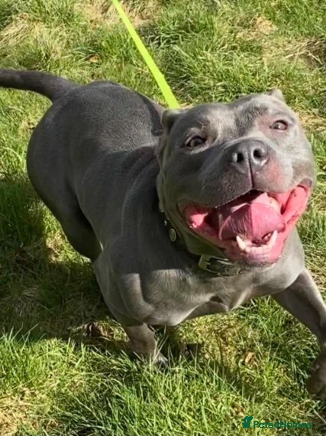 Staffordshire Bull Terrier dogs for stud: STUD.....Blue Siras in Stroud - Image 6