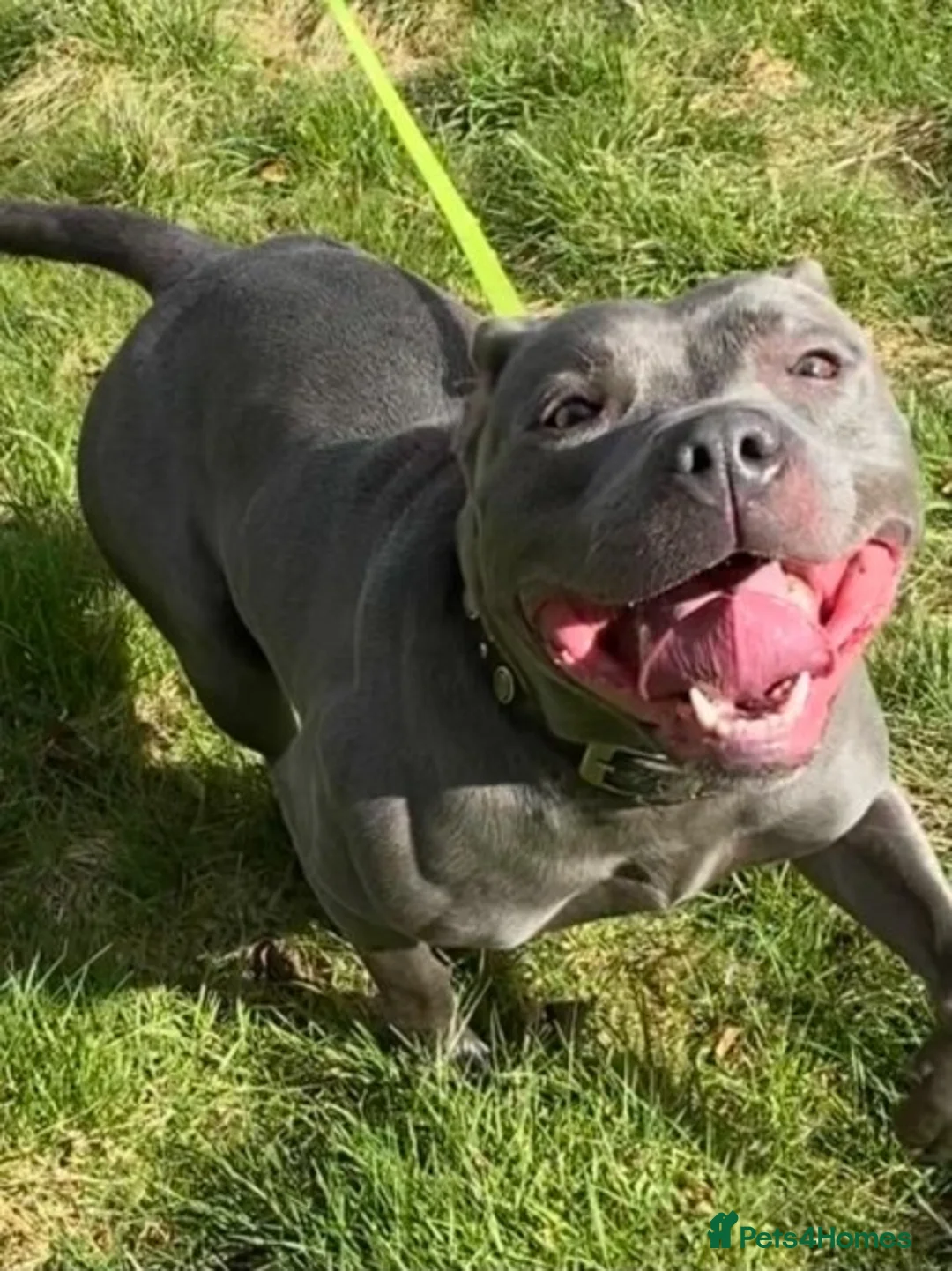 Staffordshire Bull Terrier dogs for stud: STUD.....Blue Siras in Stroud - Advert 6