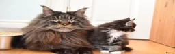 Maine Coon cats for sale: Exceptional Maine Coon Girls Ready Now - Advert 4