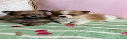 Pomeranian dogs for sale: Teddy bear Pomeranian puppies  - Advert 8