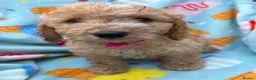 Cockapoo dogs for sale: 🐾STUNNING F1 COCKERPOOS 🐾 - Advert 5