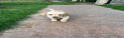 Labrador Retriever dogs for sale: Yellow Labrador pups  in Bridgwater - Advert 2