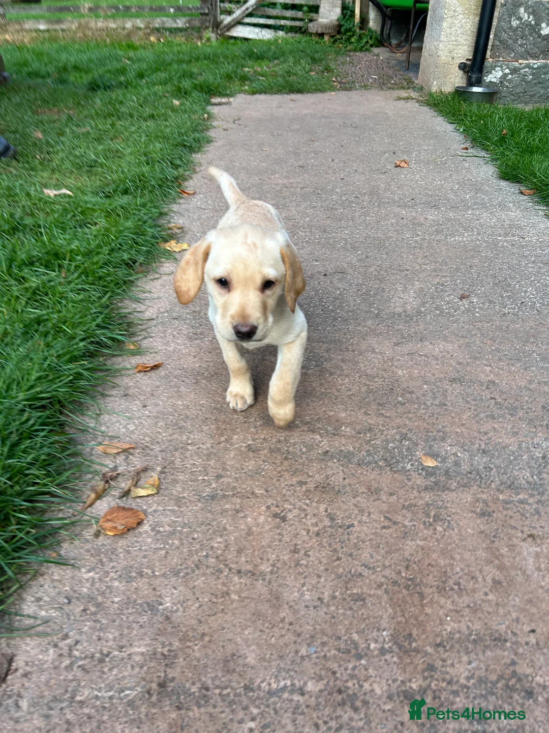 Labrador Retriever dogs for sale: Yellow Labrador pups  in Bridgwater - Advert 2