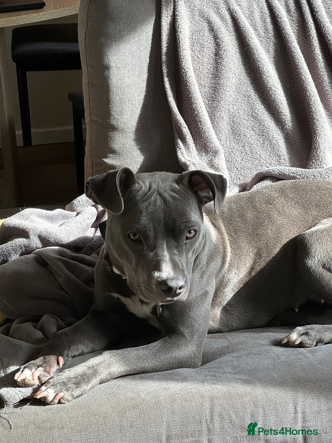 Staffordshire Bull Terrier dogs for sale: Rehoming, please read below. - Advert 8