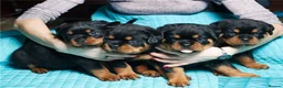 Rottweiler dogs for sale: 🌀🌀available sweet pups🌀Get yours now🌀 - Advert 7