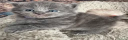 British Shorthair cats for sale: A cat from a Ragdoll mother   - Advert 3
