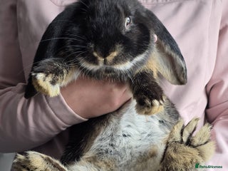 French Lop rabbits - Advert 20