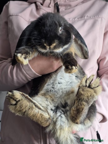 French Lop rabbits - Advert 4